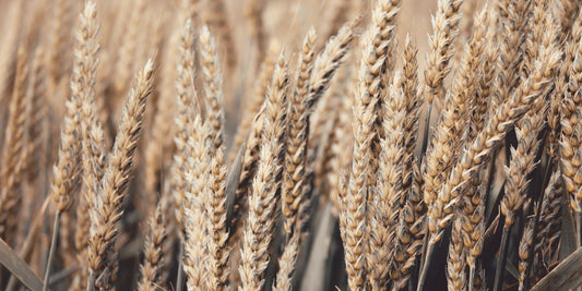 Champs de Blé, rituel pour célébrer Lughnasadh