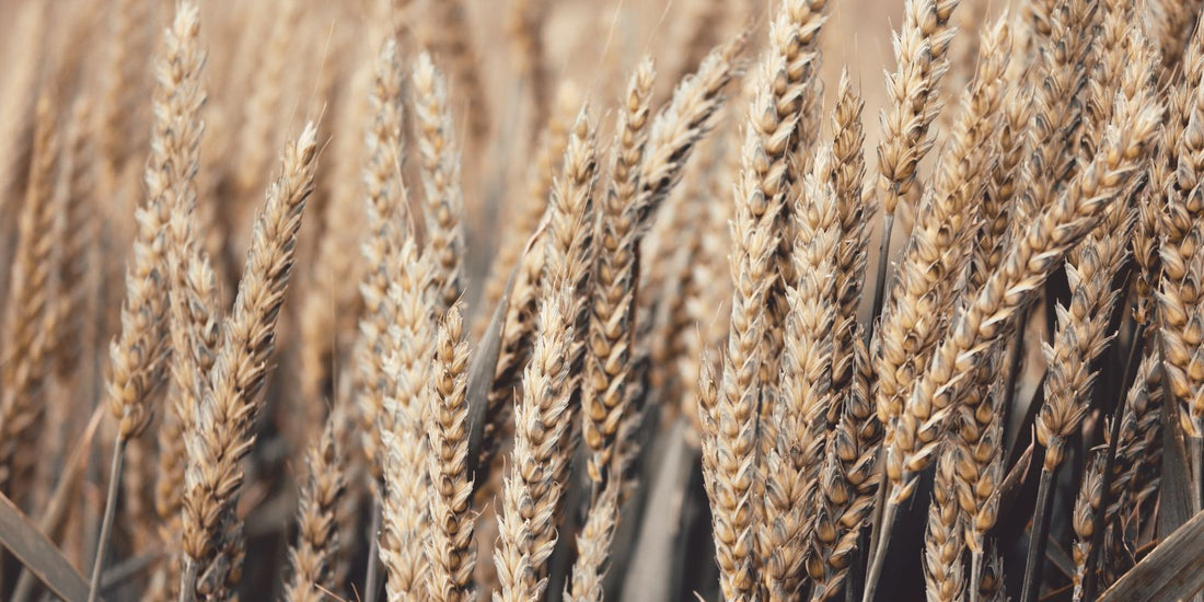 Champs de Blé, rituel pour célébrer Lughnasadh