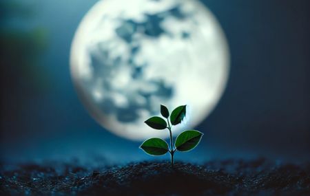 Boutique ésotérique en ligne - Photo d'une plante qui pousse à la lueur de la pleine lune